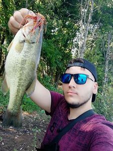 Largemouth Bass