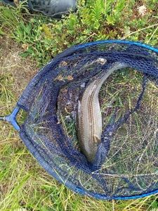Flathead Grey Mullet