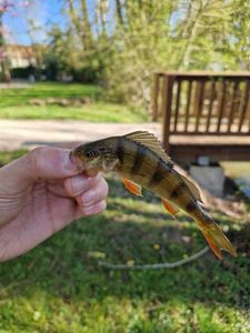 European Perch