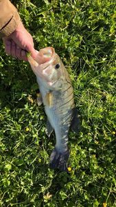 Largemouth Bass