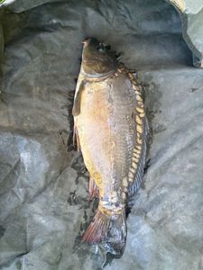 Mirror Carp