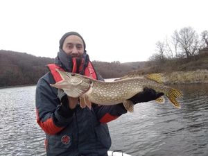 Chain Pickerel
