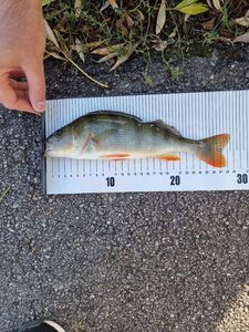 European Perch