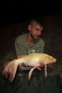 Koï Fish