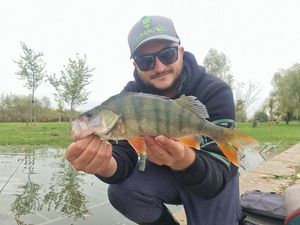 European Perch