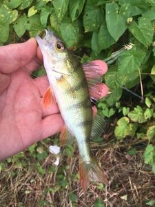 European Perch