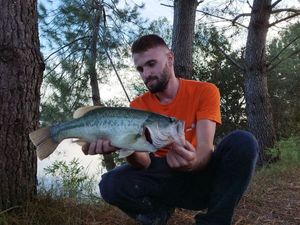 Largemouth Bass