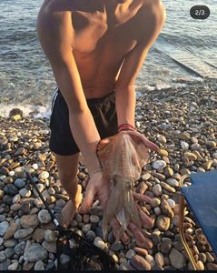 Common Cuttlefish