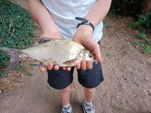 Blue Bream