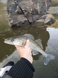 Zander