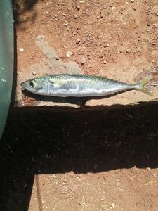 Mackerel