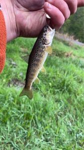 Brown Trout