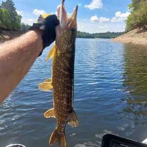 Northern Pike