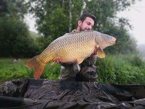 Common Carp