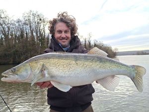 Zander