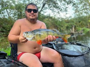 European Perch