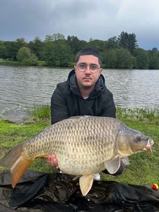 Common Carp