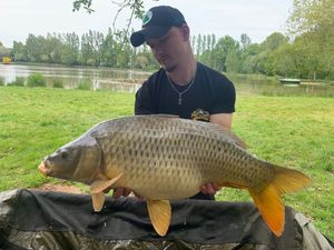 Common Carp