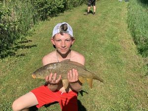 Common Carp