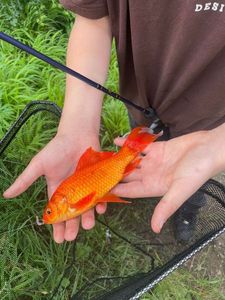 Goldfish