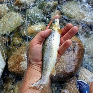 Brown Trout