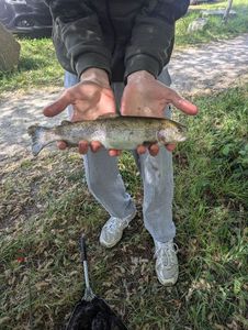 Rainbow Trout