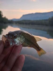 Largemouth Bass