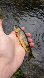 Brown Trout