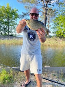 Crucian Carp