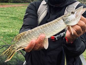 Northern Pike