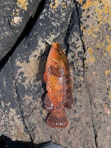Ballan Wrasse