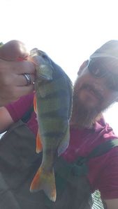 European Perch