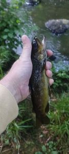 Brown Trout