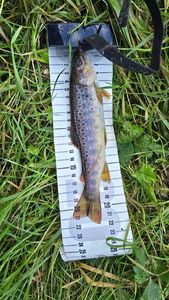 Brown Trout