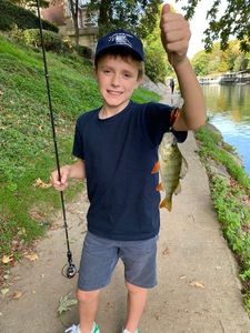 European Perch