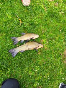 Tench