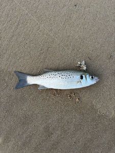 Spotted Seabass