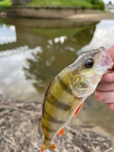 European Perch