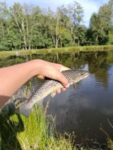 Brown Trout