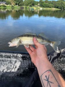 Zander