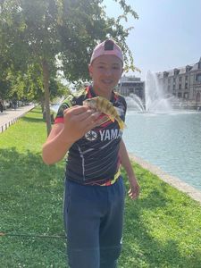 Yellow Perch