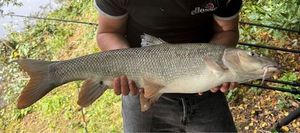 Barbel