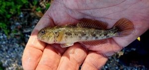 Round Goby