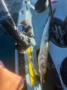 Great Barracuda