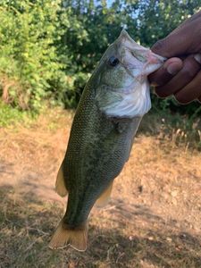 Largemouth Bass