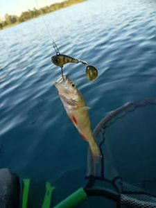 European Perch