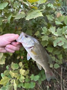 Largemouth Bass