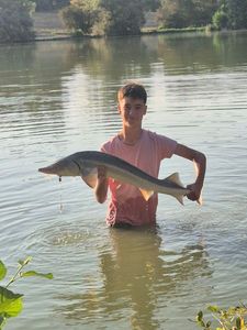 Sturgeon