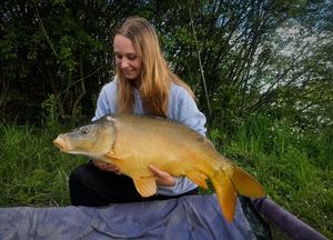 Common Carp