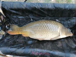 Common Carp